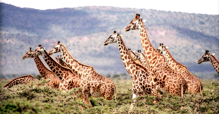 How Giraffes Drive Forest Regeneration in Africa: The Tallest Ecosystem Engineers