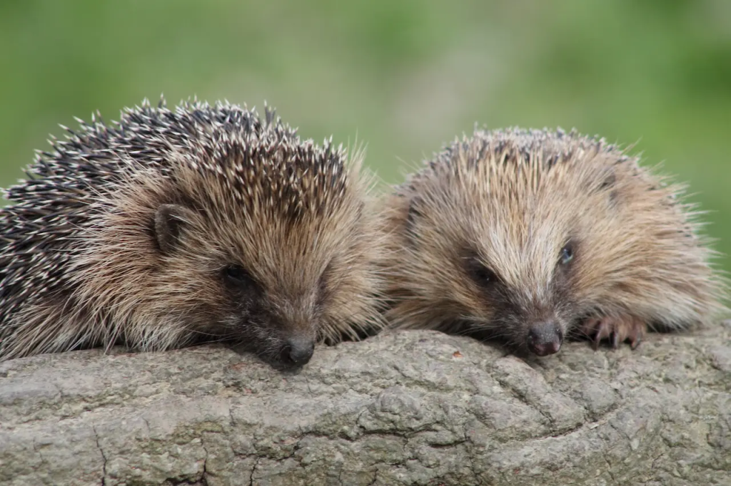 Discover what do hedgehogs eat in the wild and captivity. Complete guide with diet tips, recommended foods, FAQs, and expert advice for a healthy hedgehog.