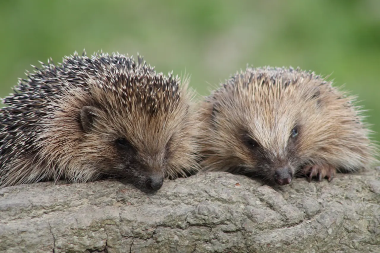Discover what do hedgehogs eat in the wild and captivity. Complete guide with diet tips, recommended foods, FAQs, and expert advice for a healthy hedgehog.