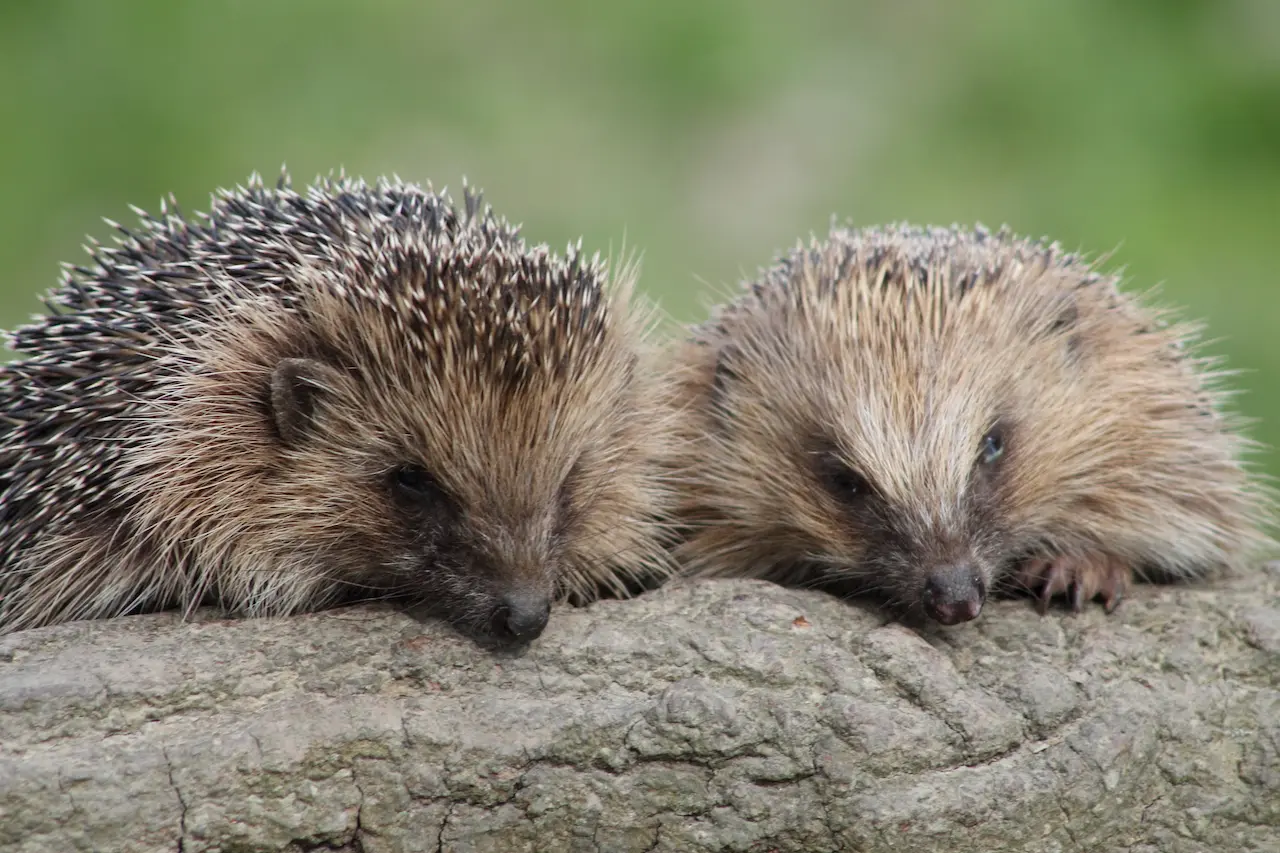 Discover what do hedgehogs eat in the wild and captivity. Complete guide with diet tips, recommended foods, FAQs, and expert advice for a healthy hedgehog.
