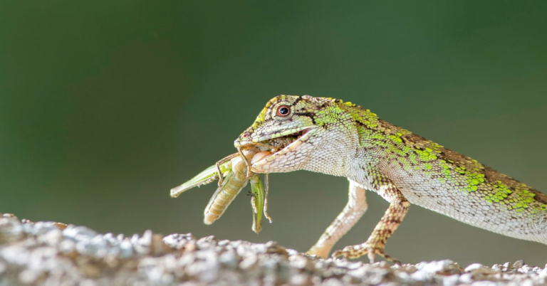 Discover what lizards eat in the wild and in captivity. Full food lists, species-specific diets, safe vs. unsafe foods, feeding tips, and expert care guidelines.