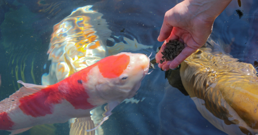 Wondering what do koi fish eat? Here’s the complete expert-backed feeding guide, including a short answer, detailed breakdown, 15 safe foods, what to avoid, feeding schedules, and FAQs.