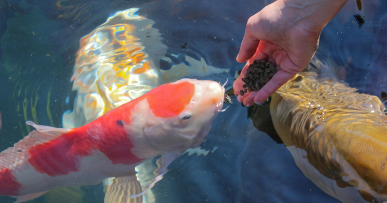 Wondering what do koi fish eat? Here’s the complete expert-backed feeding guide, including a short answer, detailed breakdown, 15 safe foods, what to avoid, feeding schedules, and FAQs.