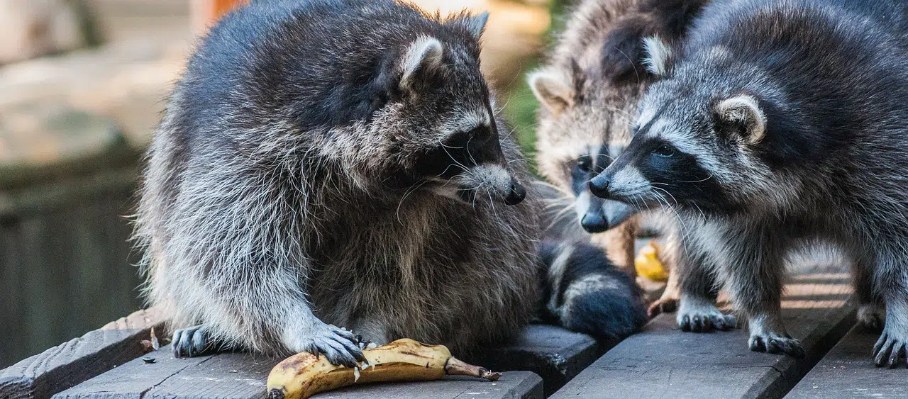 Discover what raccoons eat in the wild and in cities — fruits, insects, fish, trash, pet food & more. Includes feeding habits, tips, FAQs, and expert wildlife notes.