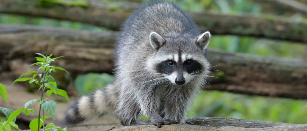 where do raccoons live