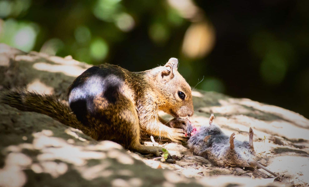 What Do Squirrels Eat? Discover the Surprising Foods They Love!