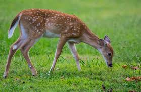 Do Deer Eat Mushroom Patches? A Complete Scientific Guide to Deer, Fungi, and Forest Foraging