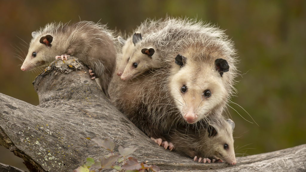 What Do Opossums Eat? Complete Guide to Their Diet