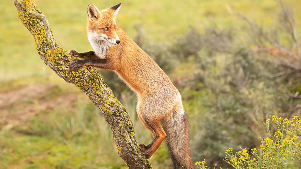 Can foxes climb trees? Learn how foxes climb, which species do it best, why they climb, and how this behavior affects pets, gardens, and wildlife.