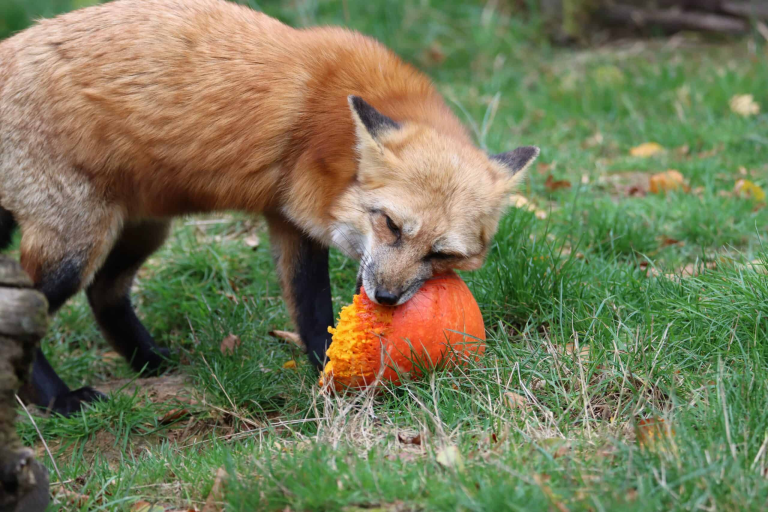 What Do Foxes Eat? Complete Guide to Their Diet