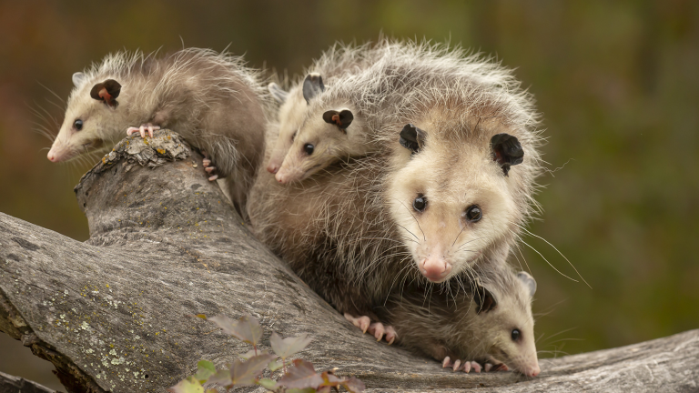 What Do Opossums Eat? Complete Guide to Their Diet