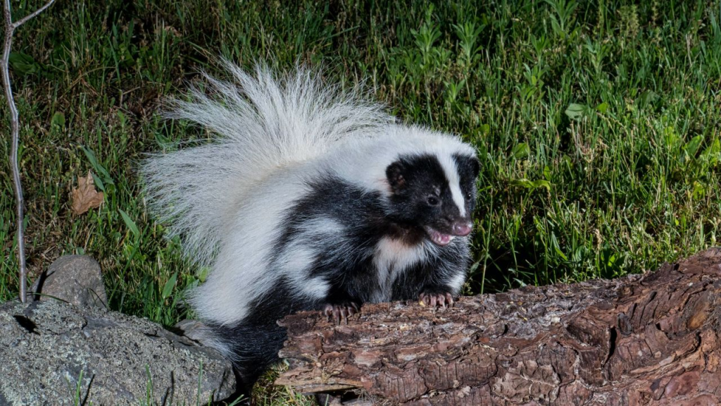 Discover 20 foods skunks can eat in the wild and urban areas, seasonal diet changes, safe backyard feeding tips, and their ecological role. Learn how to coexist with skunks safely.