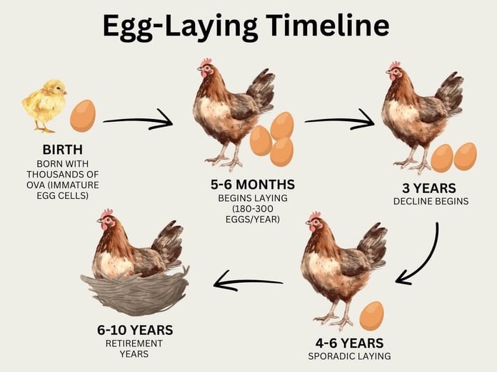 How Often Does Chicken Lay Eggs in a Week?