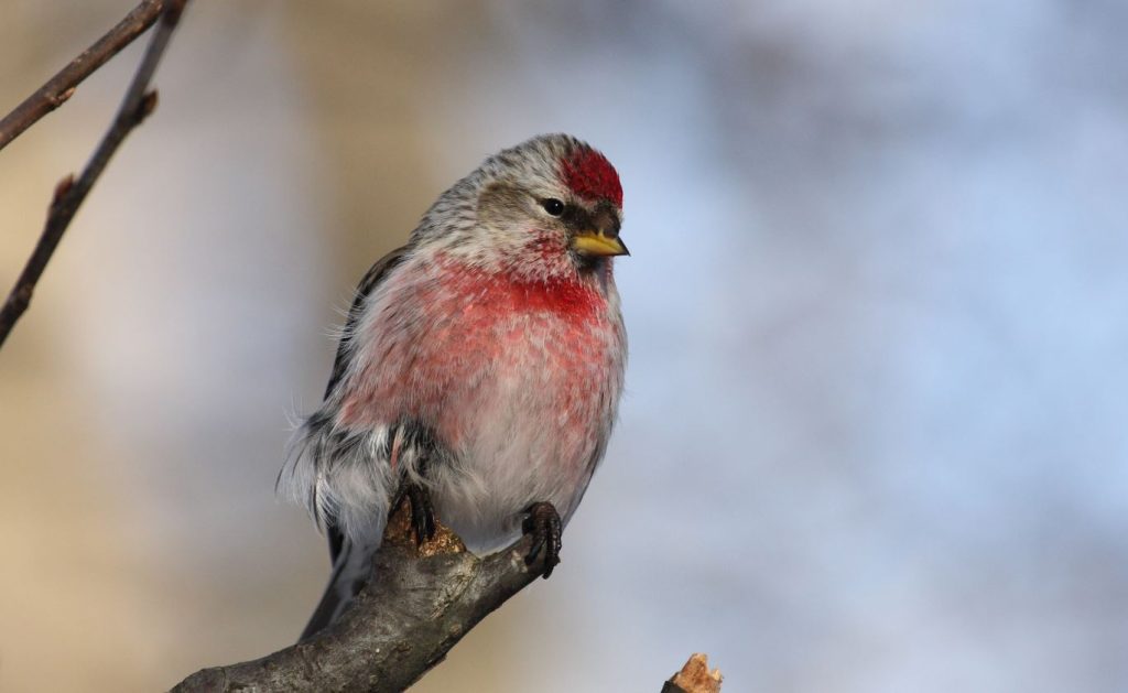 Finches in Michigan
