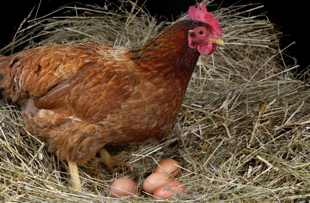 How Often Does Chicken Lay Eggs
