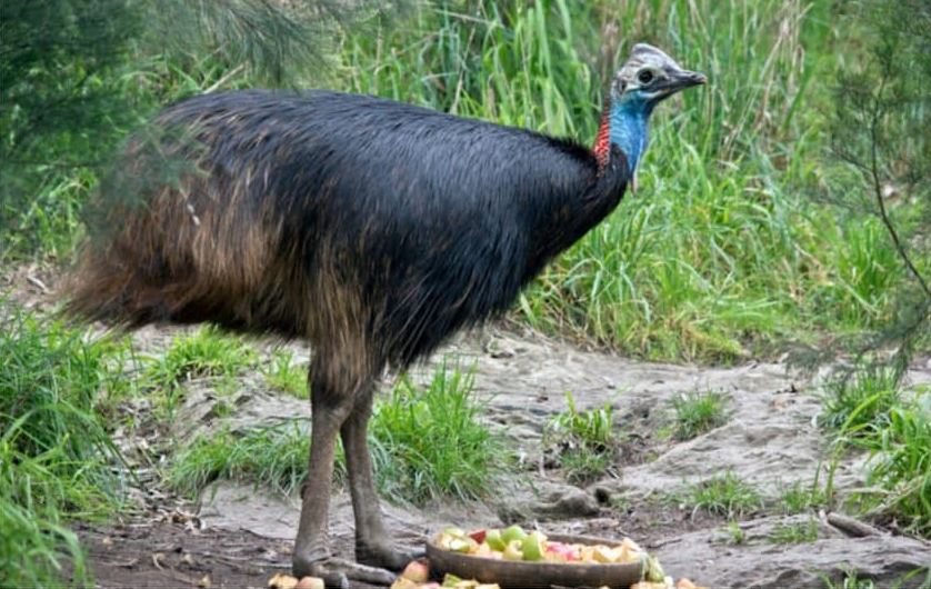 What Do Cassowaries Eat