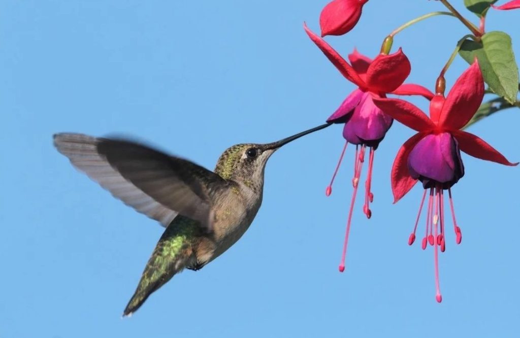 What Do Hummingbirds Eat?