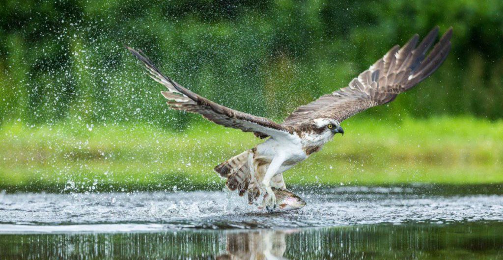 What Do Osprey Eat