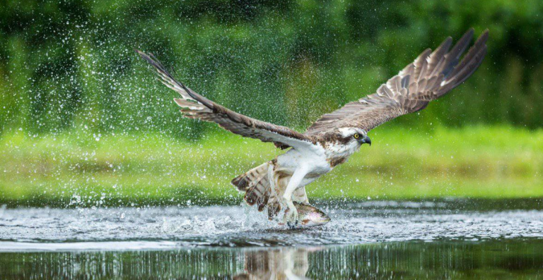 What Do Osprey Eat