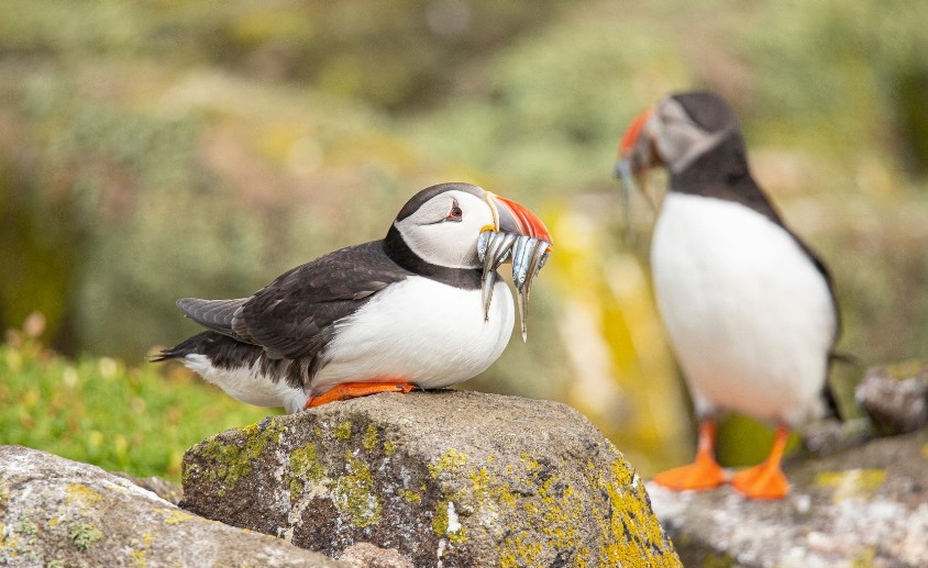 What Do Puffins Eat?