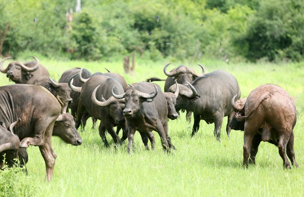 What Is a Group of Buffaloes Called
