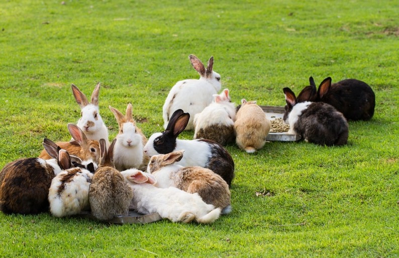 What Is a Group of Rabbits Called?