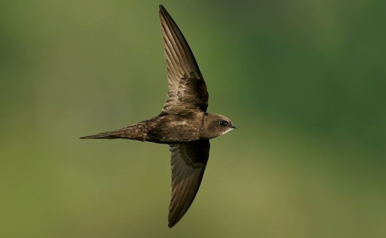 What do swifts eat