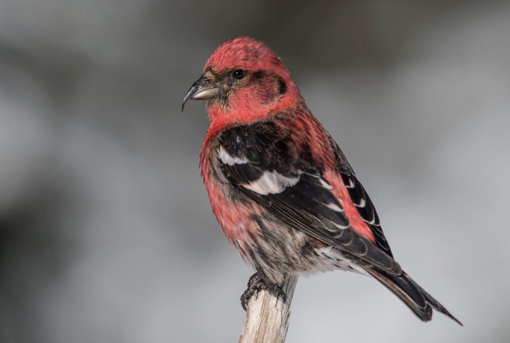 Finches in Michigan