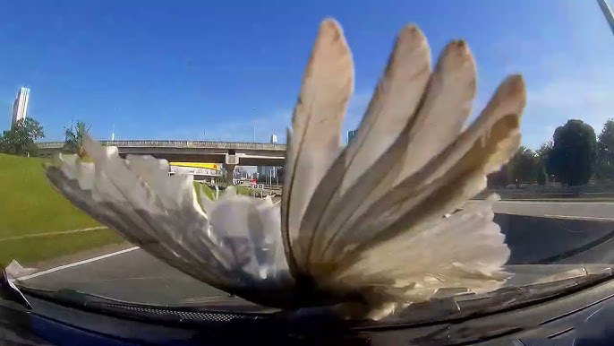 Why Do Birds Fly In Front Of Cars?