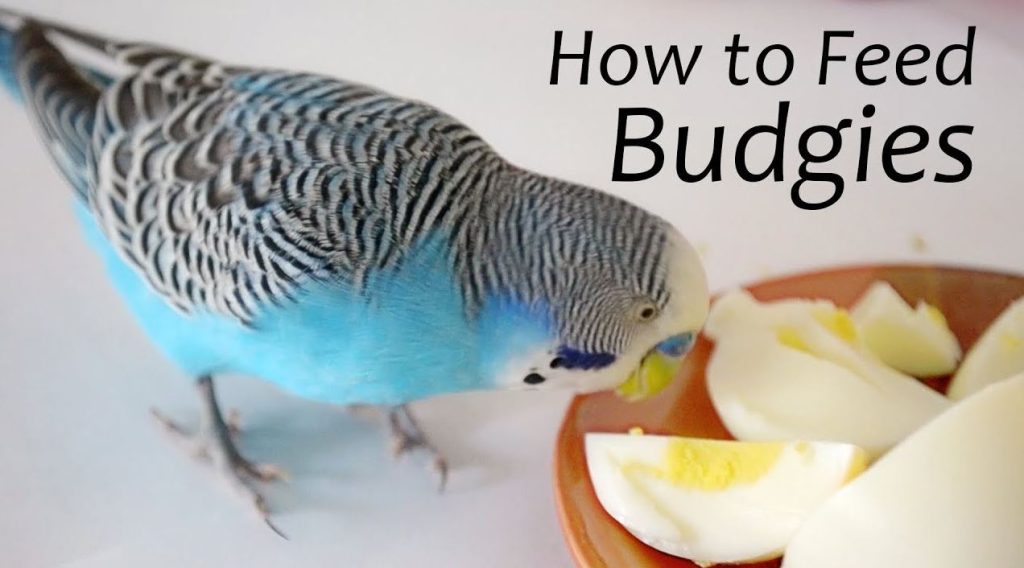 What Do Budgies Eat