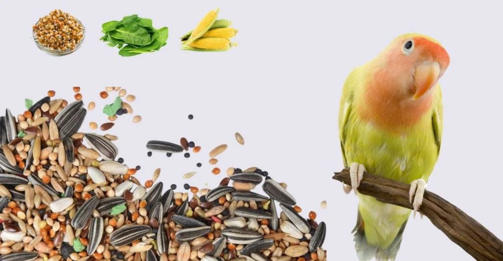 What Do Lovebirds Eat