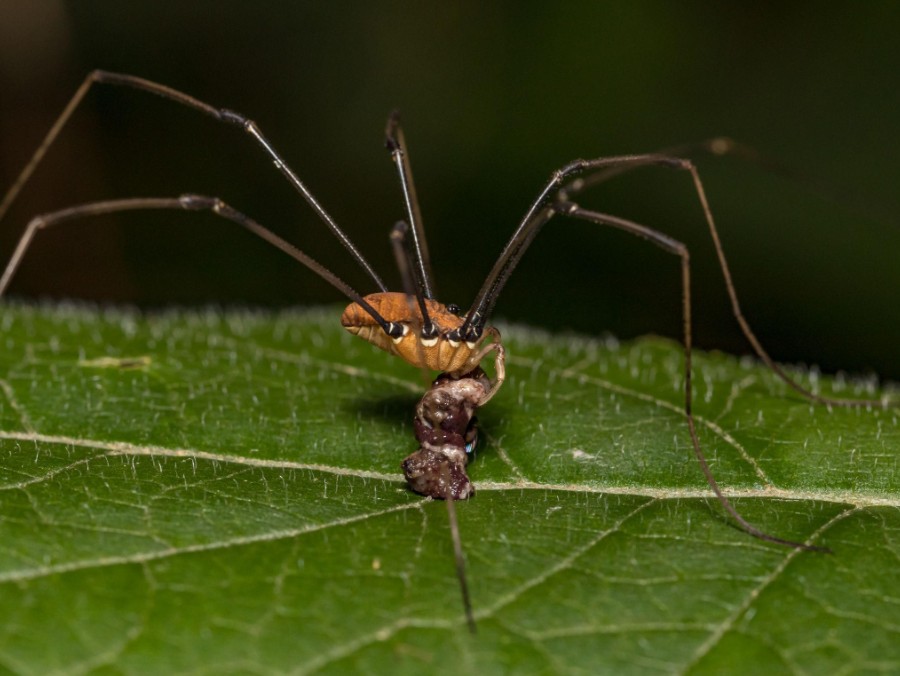 What Do Daddy Long Legs Eat