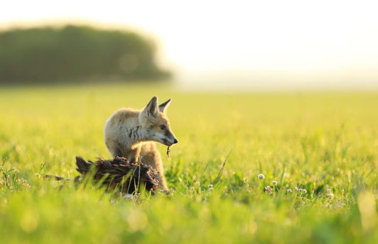 What Do Foxes Eat