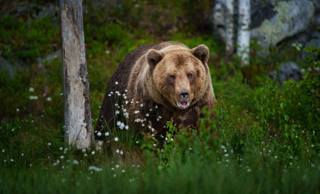 What Do Grizzly Bears Eat?