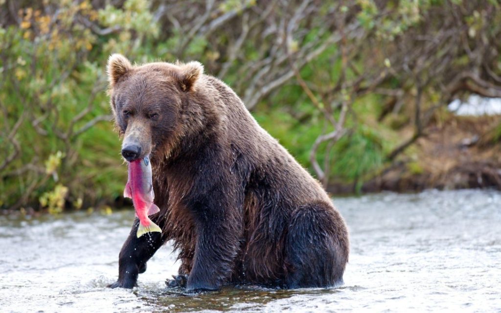 What Do Grizzly Bears Eat