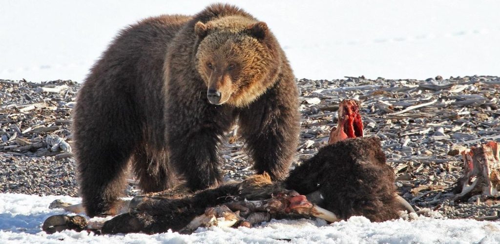 What Do Grizzly Bears Eat
