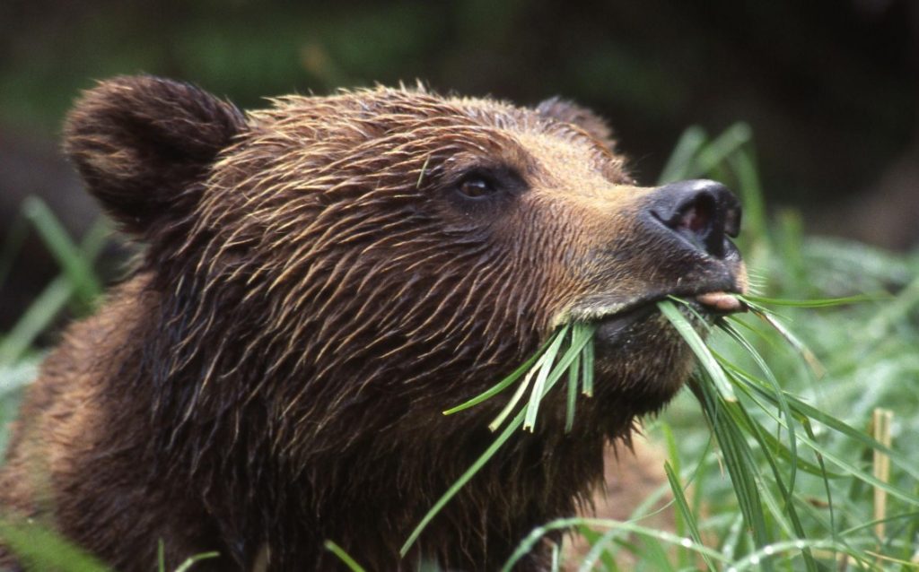 What Do Grizzly Bears Eat