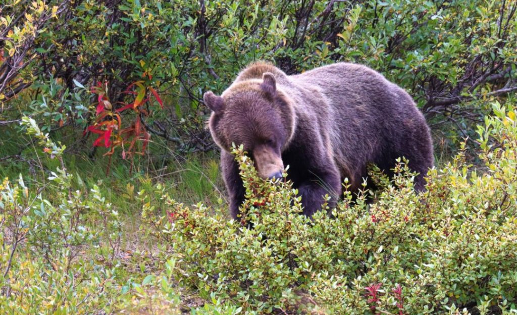 What Do Grizzly Bears Eat