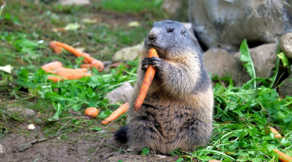 What Do Groundhogs Eat
