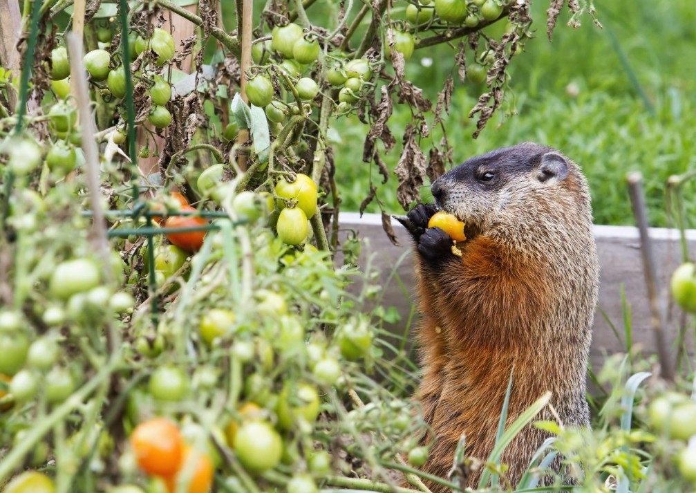 What Do Groundhogs Eat