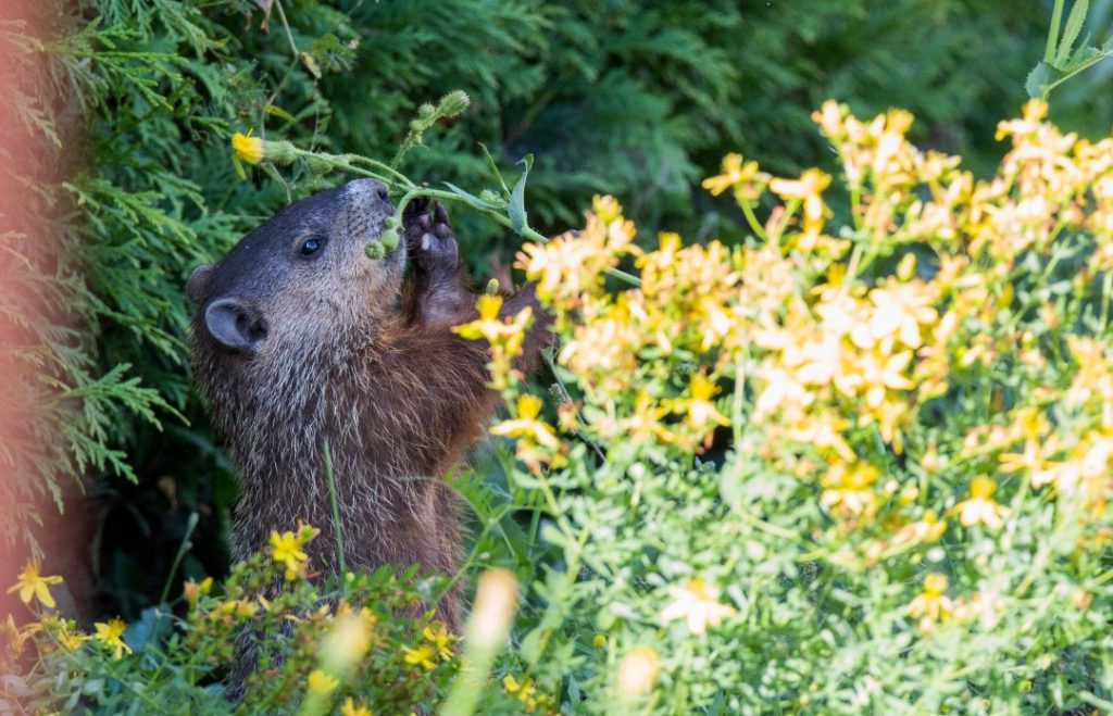 What Do Groundhogs Eat