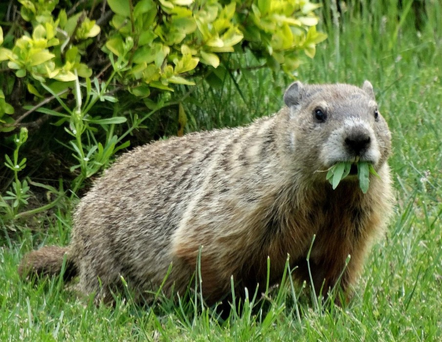 What Do Groundhogs Eat
