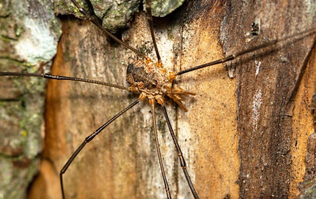 What Do Daddy Long Legs Eat