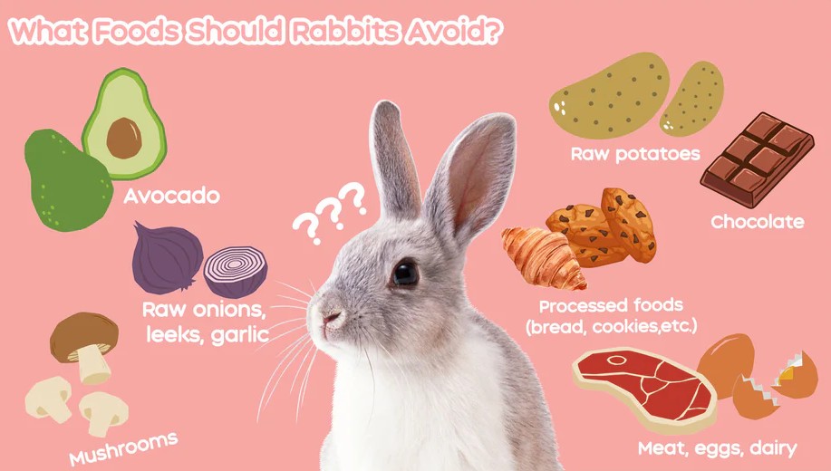 What Do Rabbits Eat