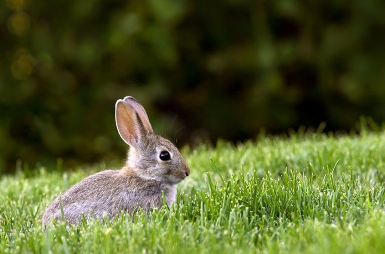 What Do Rabbits Eat