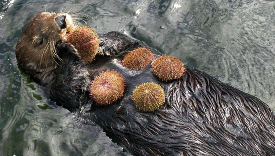 What Do Sea Otters Eat
