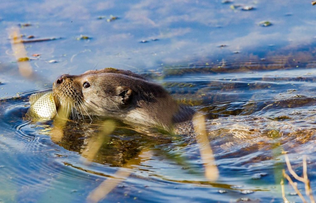 What Do Sea Otters Eat
