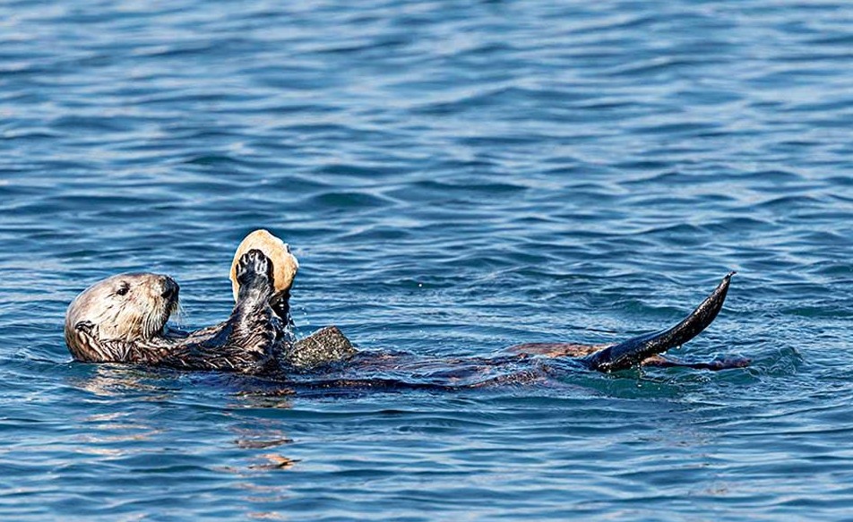 What Do Sea Otters Eat