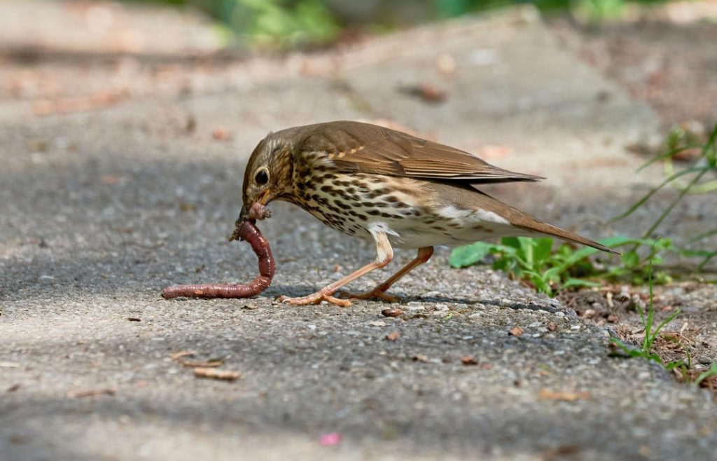 What Do Song Thrushes Eat