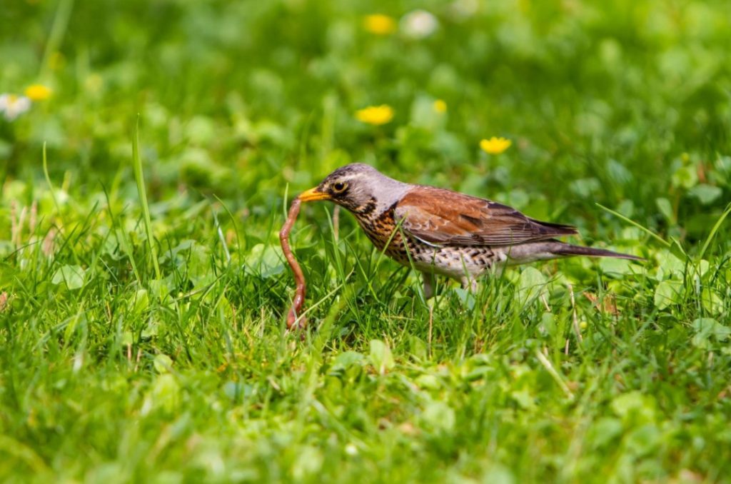 What Do Song Thrushes Eat